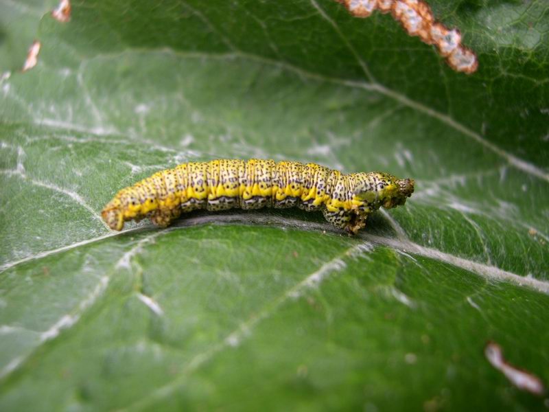 Bruco di Lycia alpina